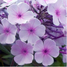 Флокс Charlotte (Шарлотта)