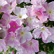 Флокс Cool Water (Кул Вотер)