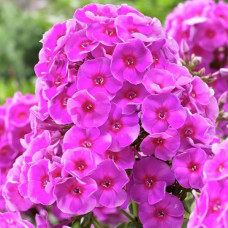 Флокс Cosmopolitan (Космополитан)