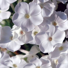 Флокс David (Давид)