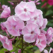 Флокс Duchess of York (Дачес оф Йорк)