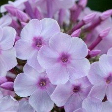 Флокс Errötendes Mädchen (Эвэтнес Митьен)