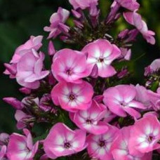 Флокс Evi (Эви)