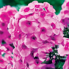 Флокс Fondant Fancy (Фондант Фэнси)