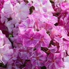 Флокс Freckle Pink Shades (Фрекл Пинк Шейдс)