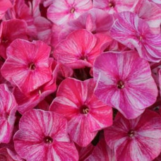 Флокс Freckle Red Shades (Фрекл Рэд Шейдс)