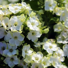 Флокс Green Expectation (Грин Экспектейшн)