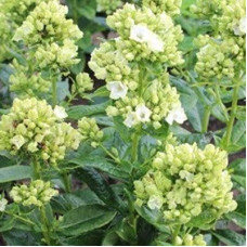 Флокс Green Leave (Грин Лив)