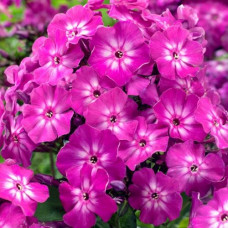 Флокс Hannah (Ханна)