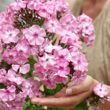 Флокс Hercules (Геркулес)