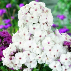 Флокс Ice Cream (Айс Крим)