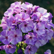 Флокс Jeff's Blue (Джеффс Блю)