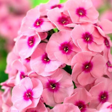 Флокс Jeff's Pink (Джеффс Пинк)