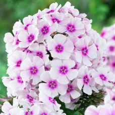 Флокс Kirmesländler (Кирмесландлер)