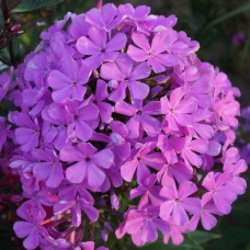 Флокс Luc's Lilac (Люкс Лайлек)