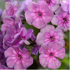 Флокс Magic Blue (Меджик Блю)