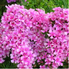 Флокс Miss Elie (Мисс Эли)