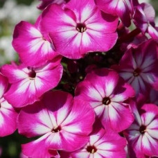 Флокс Modern Art (Модерн Арт)