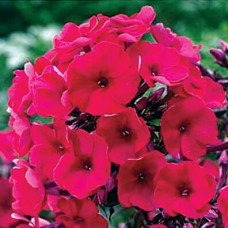 Флокс Nadia (Надя)