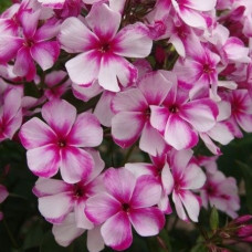 Флокс Neon Flair (Неон Флэа)