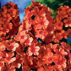 Флокс Pünktchen (Пюнктхен)