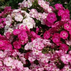 Флокс Potpourri (Попурри)