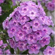 Флокс Rainbow Dancer (Рэйнбоу Дансер)