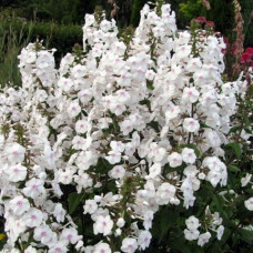 Флокс Schneelawine (Шнеелавин)