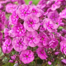 Флокс Smokey (Смоки)