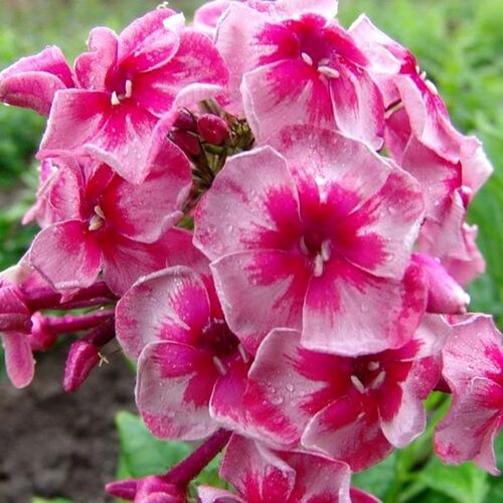 флоксы стар страйпс. флокс метельчатый stars & stripes. флокс старс энд страйпс. флокс метельчатый stars & stripes. флокс метельчатый старс энд страйпс.