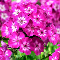 Флокс Tatjana (Татьяна)