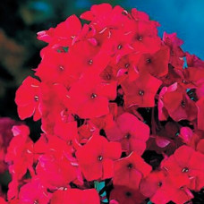 Флокс Tenor (Тенор)