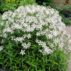 Флокс White Perfume (Уайт Перфьюм)