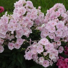 Флокс Younique Bicolor (Юник Биколор)