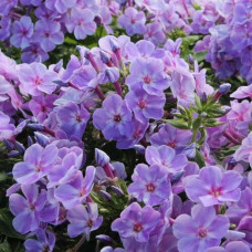 Флокс Younique Mauve (Юник Моув)