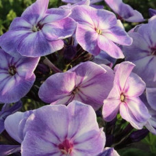 Флокс Younique Old Blue (Юник Олд Блю)