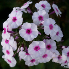 Флокс Zauberspiel (Цаубершпиль)