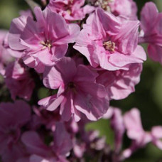 Флокс Zenobia (Зенобия)