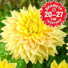 Георгина Advance US