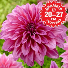 Георгина Arthur Hambley