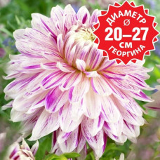 Георгина Avignon