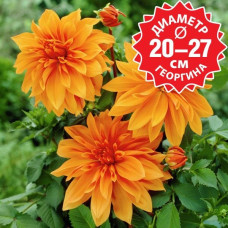 Георгина Babylon brons