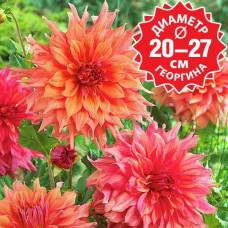 Георгина Belle of Barmera