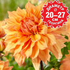 Георгина Ben Huston NEW