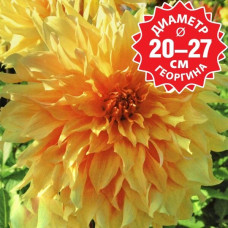 Георгина Big Brother