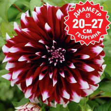 Георгина Contraste