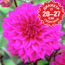 Георгина Engelhards Matador