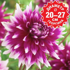 Георгина England's Glory