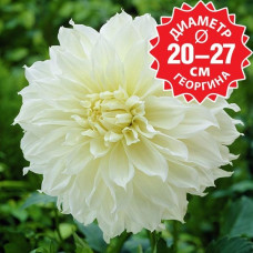 Георгина Fleurel