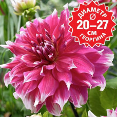 Георгина Frost Nip